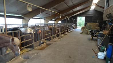 CAV-1212-Reitschultest-Sagabaer-2 (jpg)