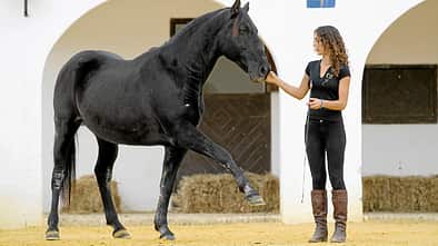 CAV Kenzie Dysli  Freiheitsdressur Horsemanship Halsring Academie
