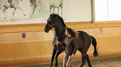 CAV Kenzie Dysli  Freiheitsdressur Horsemanship Halsring Academie