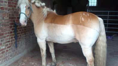 CAV-Scheren-Schermotive-Fell-Frisur-Leserfotos-Melanie-Wendland