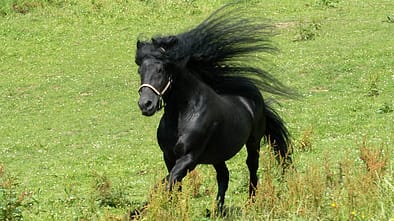 CAV Mähne Leserfotos Wotan Friese