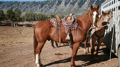 CAV Cattle Drive Western Horsemanship Montana Rinder MS_03