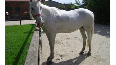 CAV-0112-Reitschultest-Kiel-Glaeserkoppel-Schulpferd (jpg)