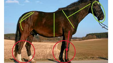 CAV 05_2011 Exterieur_Typen_Bewertung_Donald_IMG_1850_privat (jpg)