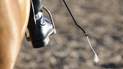 CAV_0210 Reitgerten Test _LIR7640 (jpg)