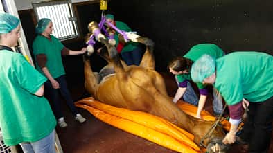 CAV Pferdeklinik Klinik Op Boening Kehlkopf