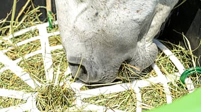 CAV Slowfeeder Heu fressen Aufmacher
