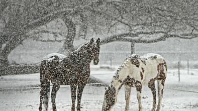 CAV Winter Pferde Koppel Schnee