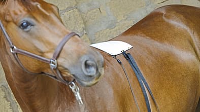 CAV Bioresonanz Pferd