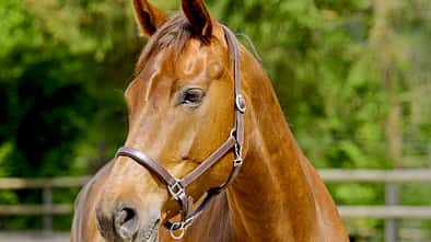 CAV Pferd mit Halfter