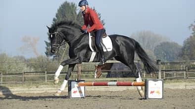 CAV Ingrid Klimke Galopp Cavaletti Sir