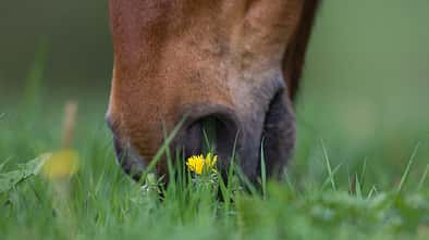 CAV Weide Koppel Gras