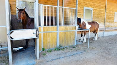 CAV Futterautomaten 2