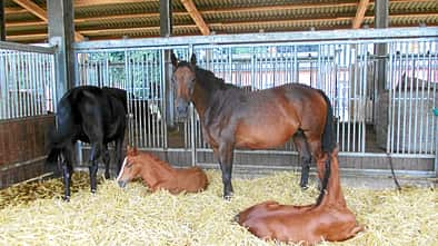 CAV Stallrunde Hof Brüning Stall Fohlen Box