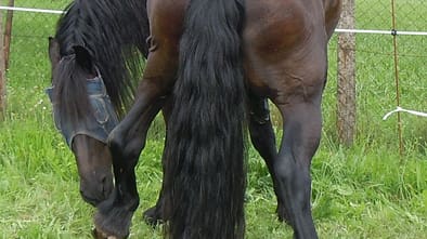 CAV Friese Koppel Schräge Pferdefotos