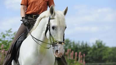 CAV Dressur Schimmel Trense Pferd