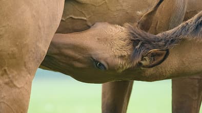 CAV Eigenes Fohlen ziehen Teaser