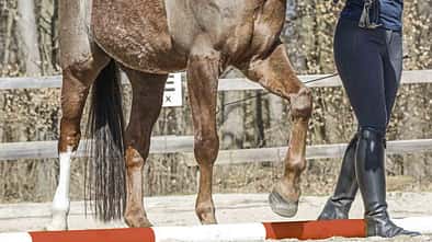 CAV Stangenarbeit Stange Teaser TL