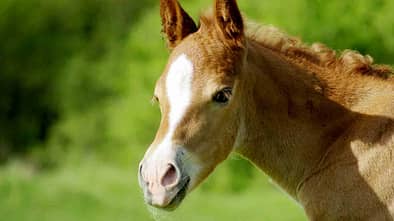 CAV eigenes Fohlen Taser für TL