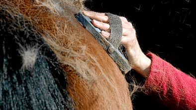 CAV Fell Pferdefell Fellwechsel