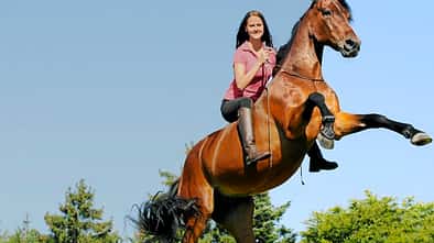 CAV Freiheitsdressur Dressur Steigen Brauner