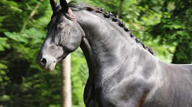 CAV Moritzburg Hengst Pressebild