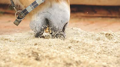 CAV 1109_Einstreutest_08 (jpg)