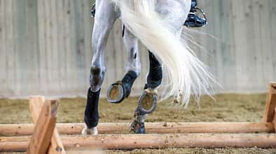 CAV Cavaletti Reiten Pferdebeine Bandagen Eisen Schimmel Schweif