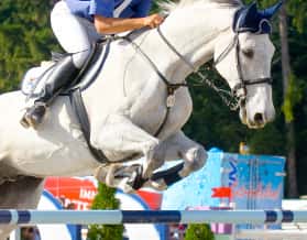 CAV Springen Sprung Springreiten