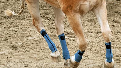 CAV_0611_Produktnews_Service_Equicrown (jpg)