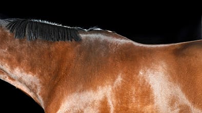 cav-fuettern-fuers-fell-0117-lir0120-v-amendo-aufmacher-und-teaser (jpg)