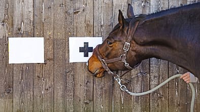 CAV Pferd Test Intelligenz schlau