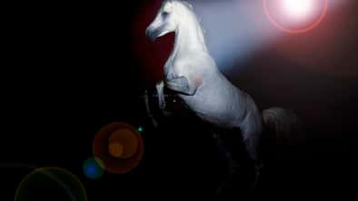 cav-201901-showpferde-lir9531-mit-TEASER-v-amendo (jpg)