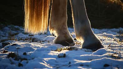 CAV Pferd Hufe Winter Aufmacher
