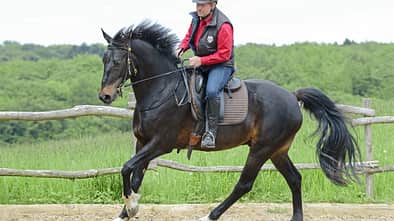 CAV Galopp auf dem Außenplatz