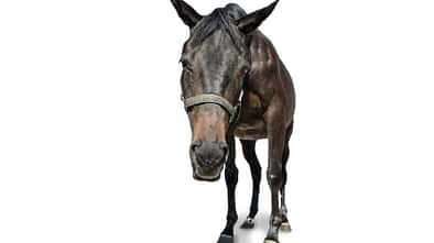 cav-201810-sicher-sedieren-lir6208-v-amendo