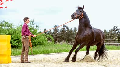 cav-201810-irrtuemer-pferdeverhalten-lir9578-mit-TEASER-v-amendo (jpg)