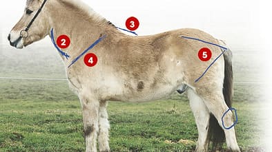 CAV 0403 Exterieur_Fjordpferde_04 (jpg)