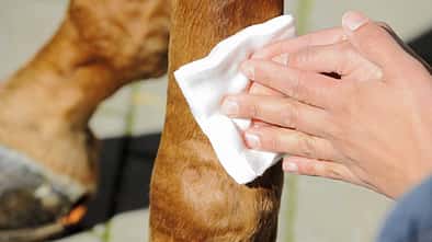 CAV Fessel Pferd Verband