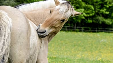CAV Pferd Weide Knabbert Putzen