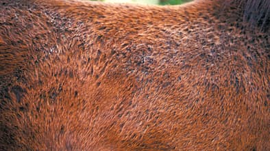 CAV Symptom-Lexikon Seborrhoe