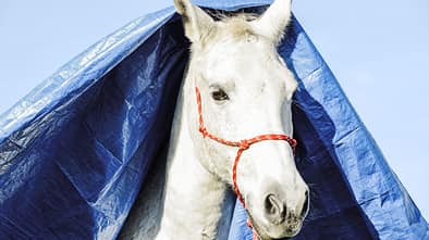 CAV Pferd mit Plane über dem Kopf