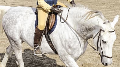 CAV Korrekt am Zügel gehen Aufmacher