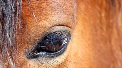 CAV_Pferdeauge