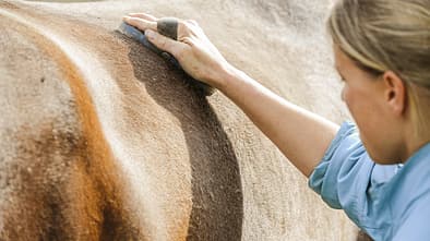 CAV Faszien Pferd Training Pflege Aufmacher