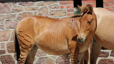 CAV Zorse Zuri 1