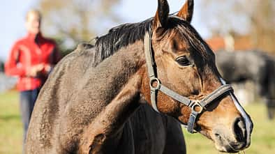 CAV Pferd einfangen