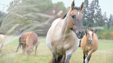 CAV Stutenmilch Gestüt Criollo