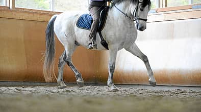 CAV Dressur Schimmel Klassik