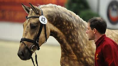 CAV Markt Kleinanzeigen Quasigold Hengst